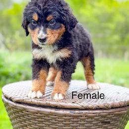Girl 3 - Tri-color female Bernedoodle puppy in Montrose, Michigan from Livy’s Doodles