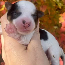 Biewer Terrier Puppies from Petit Bijou