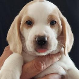 Beagles from Parrish Puppies