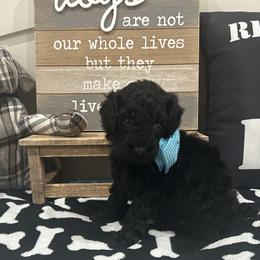 Pointer and Poodle Puppies from Carol's Poodles