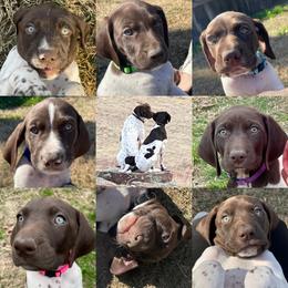 German Shorthaired Pointer Puppies from TTR GSP TopDog Kennels