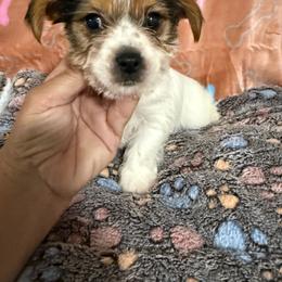 Harry - Parti male Yorkshire Terrier puppy in Pounding  Mill, Virginia from Rosa's Chihuahuas