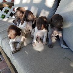 German Shorthaired Pointer puppies from Mountain Mama GSPs