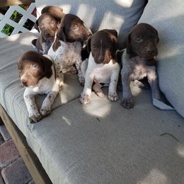 German Shorthaired Pointer puppies from Mountain Mama GSPs