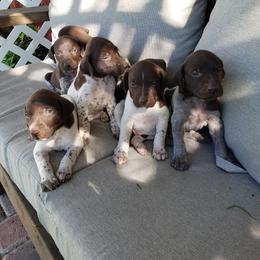 German Shorthaired Pointer puppies from Mountain Mama GSPs