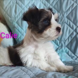 Calie - Parti female Miniature Schnauzer puppy in Diana, Texas from Happy Pawz Schnauzers
