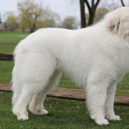 Great Pyrenees All Grown Up from Pyradigm Great Pyrenees
