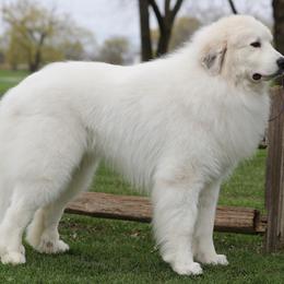 Great Pyrenees All Grown Up from Pyradigm Great Pyrenees