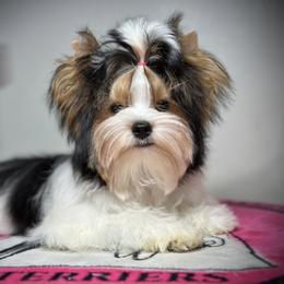 Biewer Terrier Puppies from Allure Biewer Terriers
