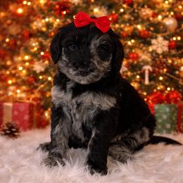 Noel - Merle female Goldendoodle puppy in Fairmount, Georgia from Muscadine Meadows Farm