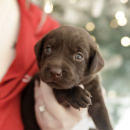 Tootsie - Chocolate female Labrador Retriever puppy in Allons, Tennessee from UC Labradors LLC