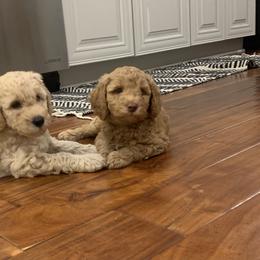 Goldendoodle Puppies from Aimee Schamback