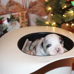 Miniature Australian Shepherd and Toy Australian Shepherd Puppies from Bar IV Aussies