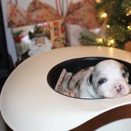 Miniature Australian Shepherd and Toy Australian Shepherd Puppies from Bar IV Aussies