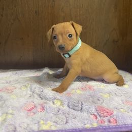Dolly - Stag red female Miniature Pinscher puppy in Lancaster, Missouri from White Stone Ranch