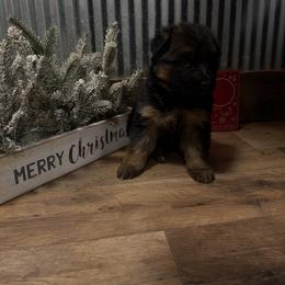 Ice - Black and red female German Shepherd puppy in Ridgeville, Indiana from McCord’s Standard Aussies