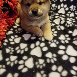Shiba Inu Puppies from Tired Iron Shibas