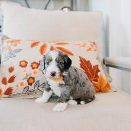 Pecan - Merle male Bernedoodle puppy in Murray, Utah from Sun Valley Doodles