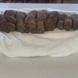 Goldendoodle puppies from Bundy Farm