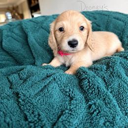 Bella - Cream female Dachshund puppy in Molino, Florida from Dooney's Dachshunds