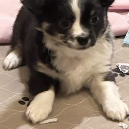 Stella - Black and white female Chihuahua puppy in Brooklyn, Connecticut from Ladybug Chihuahuas