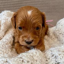 Light pink - Red  female Goldendoodle puppy in Fruita Colorado, Colorado from Oodles of Teacup Doodles