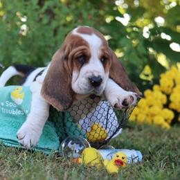 Ramoura - Black white and brown female Basset Hound puppy in Pollock, Missouri from Northstar