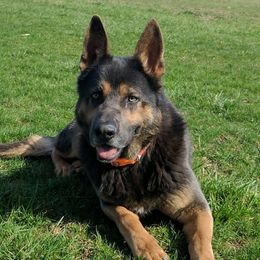 Steele - German Shepherd