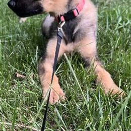German Shepherds from Kingston’s Shepherds