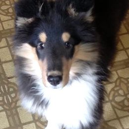 Collies from Vanguard Kennels