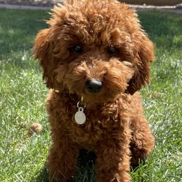 Nutmeg - Poodle