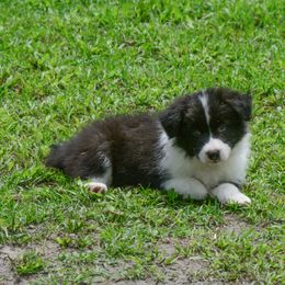 Border Collie Puppies from Shorewind Border Collies