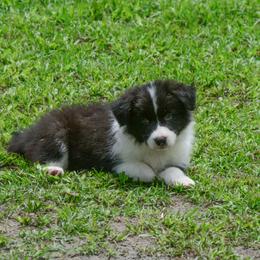 Border Collie Puppies from Shorewind Border Collies