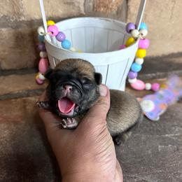 Green collar - Fawn male Pug puppy in Tucson, Arizona from Furever Friends