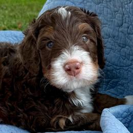 Drew - Brown male Bernedoodle puppy in California from Cam’s Doodlez
