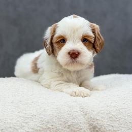 Sally - Caramel female Australian Labradoodle puppy in Denton, Texas from Liberty Hill Labradoodles