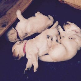 Golden Retriever Puppies from Golden Rose Kennel