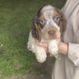 Girl 2 - Liver white and roan female English Springer Spaniel puppy in Bonifay, Florida from Sherrouse English Springer Spaniels