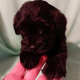 Magnolia - Black female Miniature Schnauzer puppy in Midland, Texas from Shebbies Puppy Palace