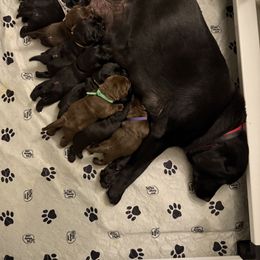 Labrador Retriever Puppies from Hillstone Labradors