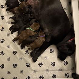 Labrador Retriever Puppies from Hillstone Labradors