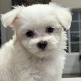 Maltese from LittleFurryFriends