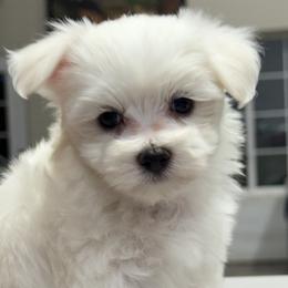Maltese from LittleFurryFriends