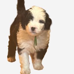 Ozzy - Black and white Sheepadoodle puppy in Candler, North Carolina from Celia's Sheepadoodles