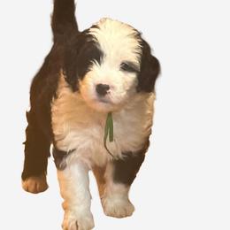 Ozzy - Black and white Sheepadoodle puppy in Candler, North Carolina from Celia's Sheepadoodles