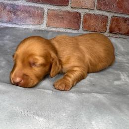 Clifford - Red male Dachshund puppy in North Auburn, California from Northern Doxie