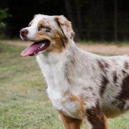 Australian Shepherds from K&H Aussies