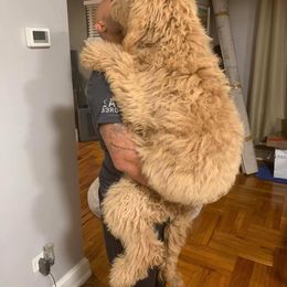 Goldendoodle Puppies from SunriseDoodles