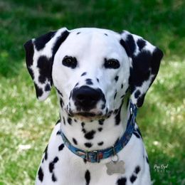 Tripp - Dalmatian