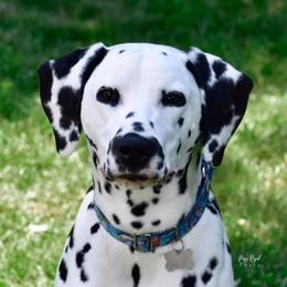 Tripp - Dalmatian